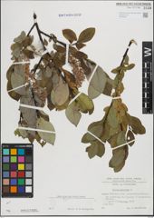Foto von Salix hastata L.